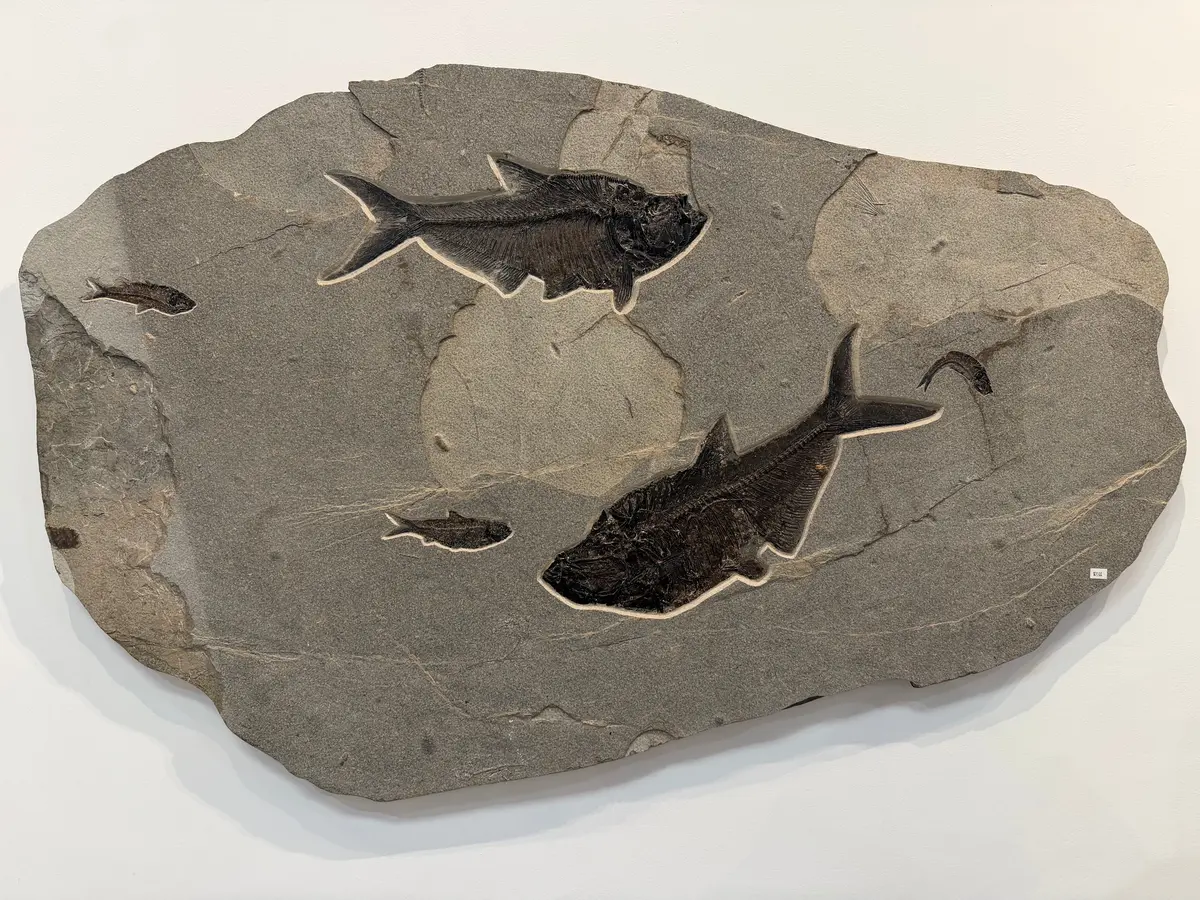 52" X 33" Irregular Green River Fossil Mural Plate 1