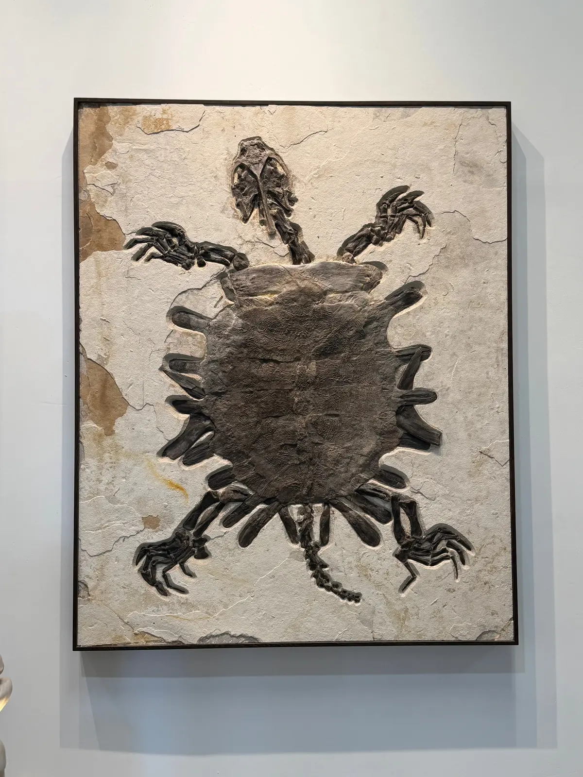 54" X 67" Green River Fossil Turtle Mural 1