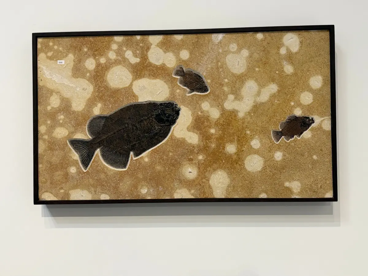 56" X 21" Green River Fossil Mural (1 Phreodus & 2 Priscacara) 1
