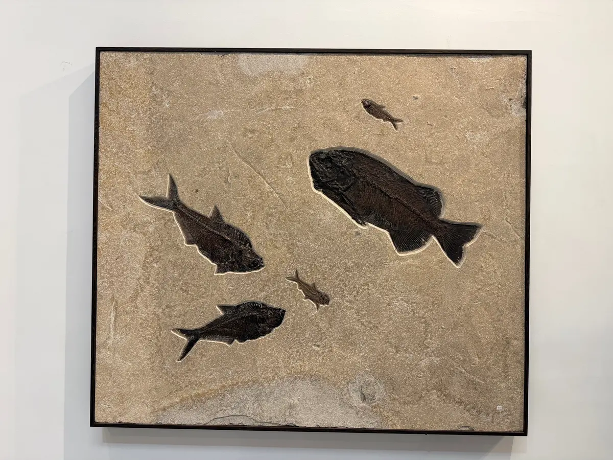56" X 49" Green River Fossil Mural (1 Pharaeodus, 2 Diplomydus & 2 Knightia) 1
