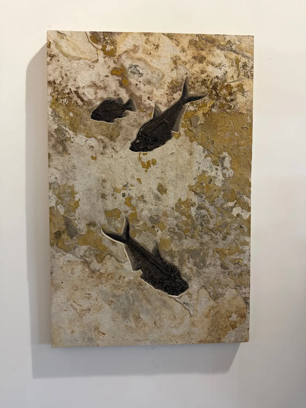 60" X 39" Green River Fish Fossil Mural (2 Diplomystus & 1 Priscacara) 1