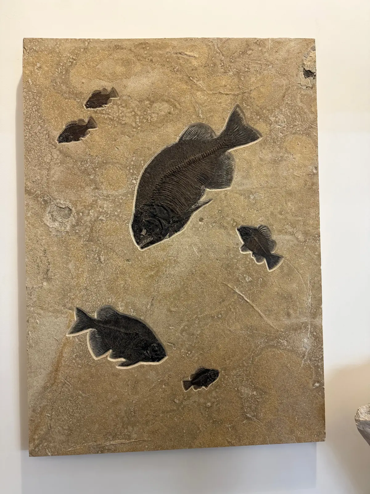 60" X 43" Green River Fish Fossil Mural (2 Pharaeodus & 4 Priscacara) 1