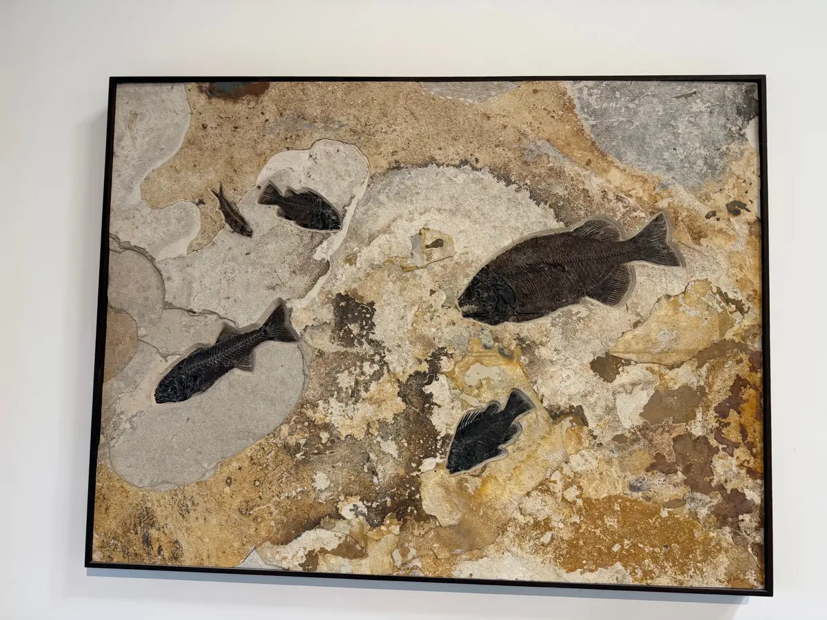 65" X 49" Green River Fossil Mural (Large Phareodus Encaustus, 2 Priscara Serrata, Small Knightia Eocaena & Mioplosus Labracoides) 1