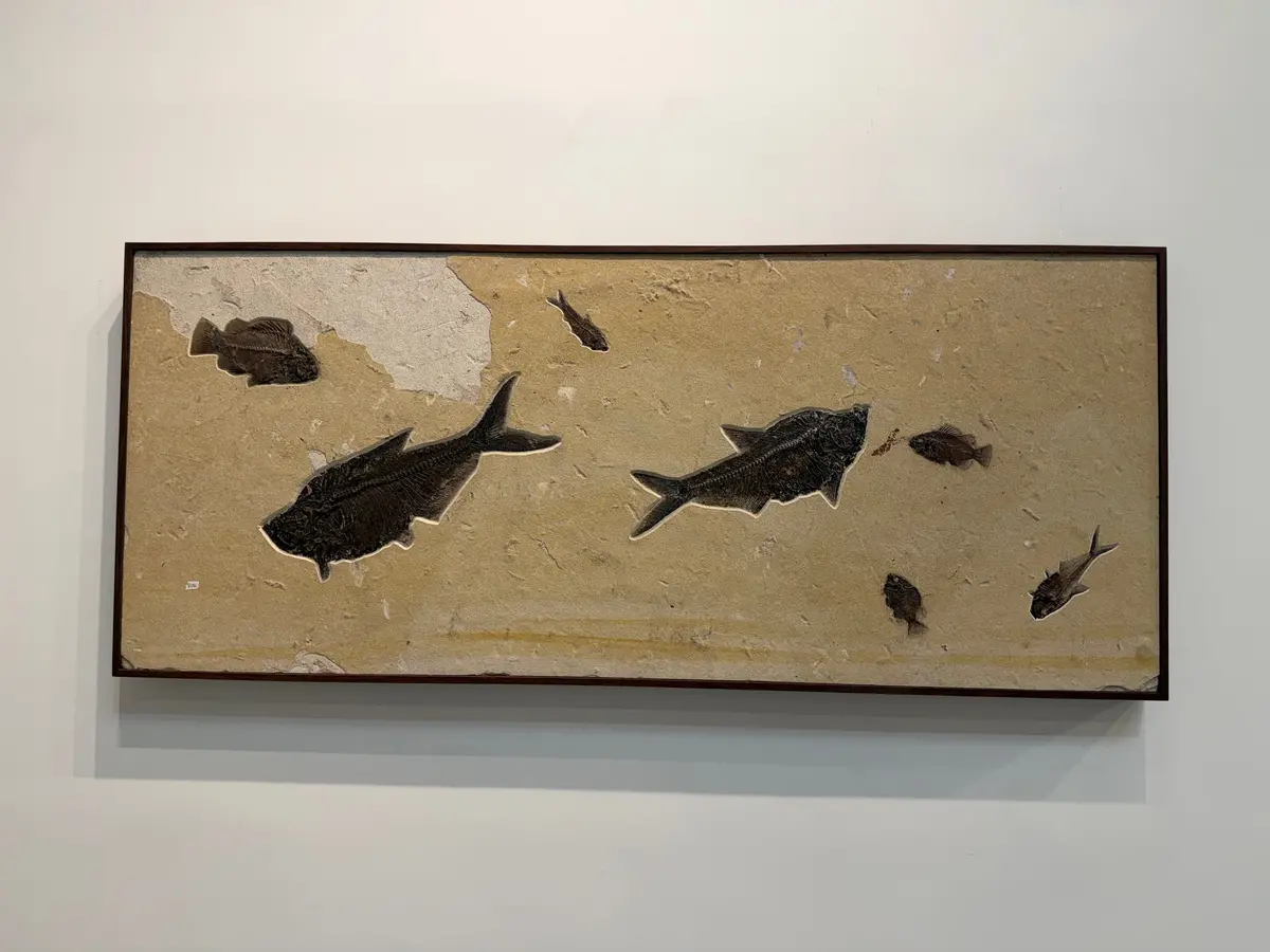 66" X 28" Green River Fossil Mural (3 Diplomystus, 3 Priscacara & 1 Knightia) 1