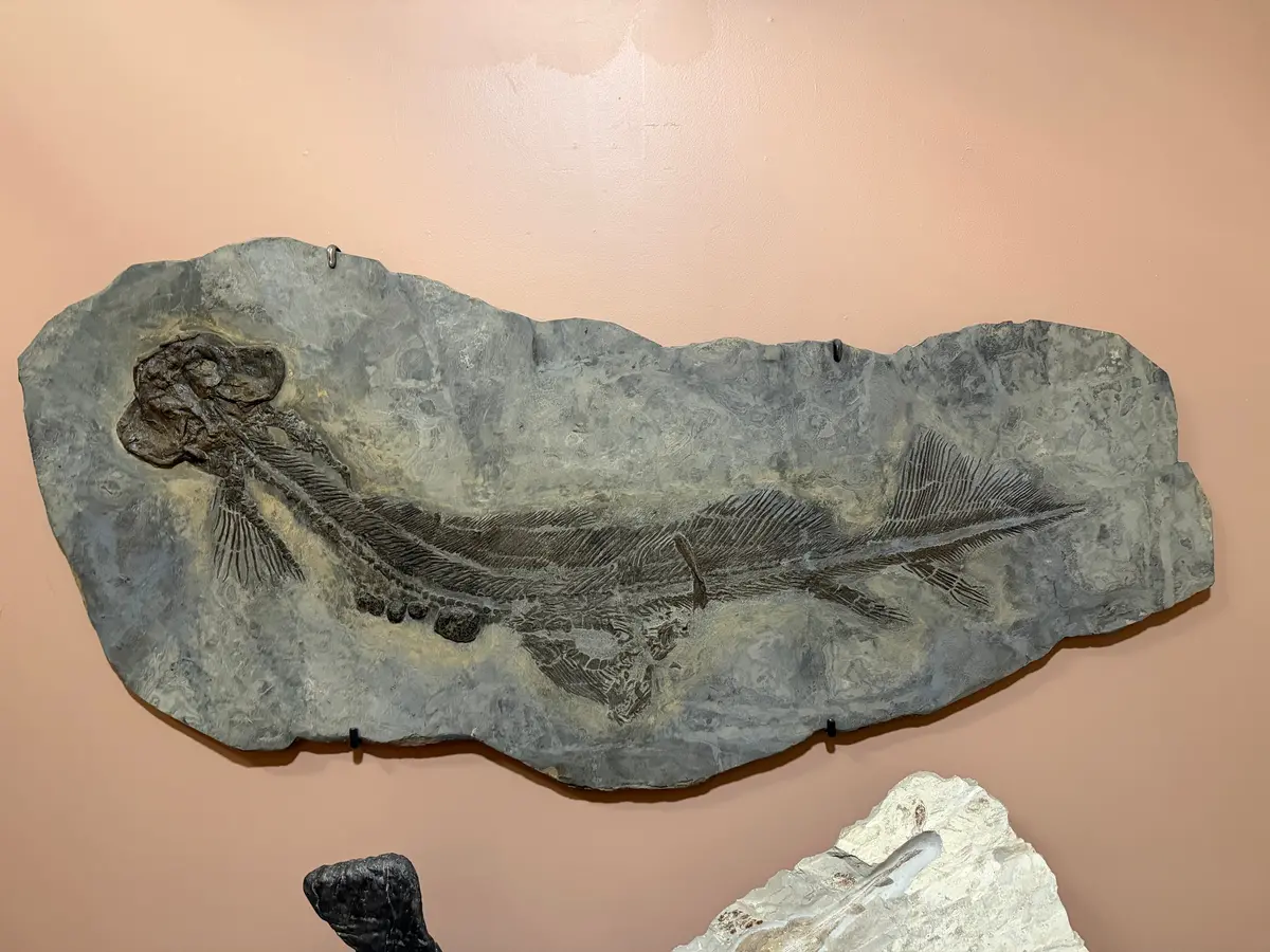 70" X 35" Brown Orthacanthus Zenkenburgi Shark Permian Age (Oldenheim, Germany) 1