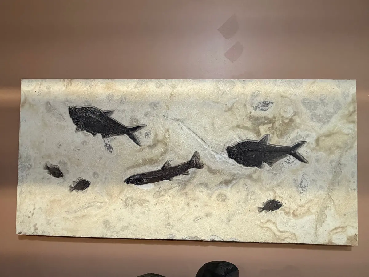 72" X 35" Green River Fossil Mural (1 Notogoneous, 2 Diplo & 3 Priscacara) 1