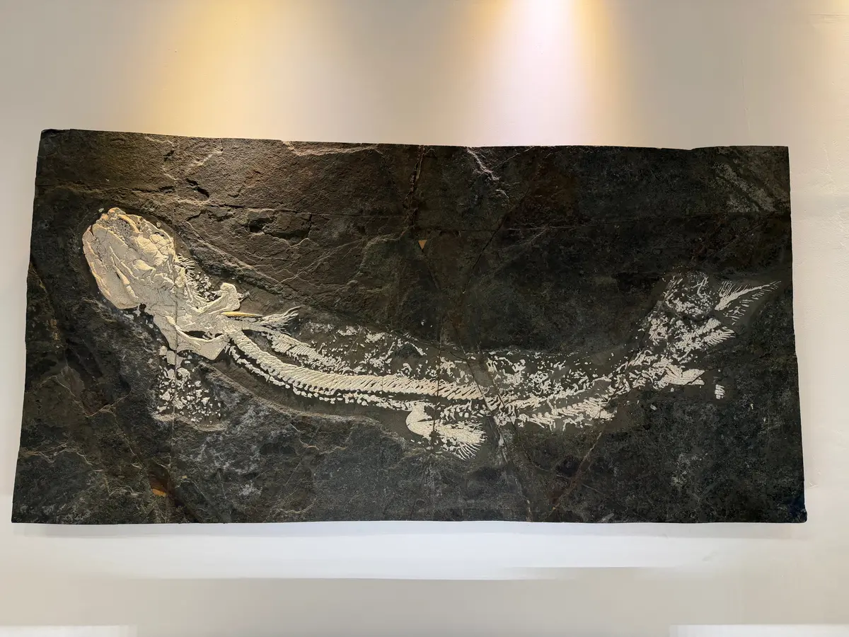 82.5" X 40.5" White Orthacanthus Zenkenburgi Shark Permian Age (Oldenheim, Germany) 1