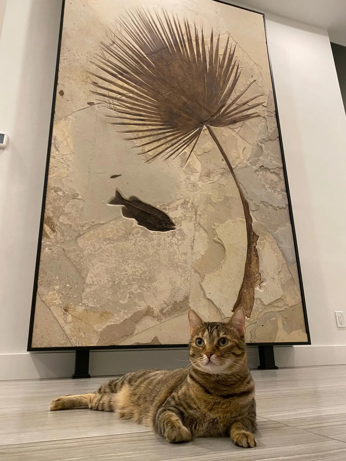 Fossilized Palm Leaf- Wyoming 120" X 84" 1