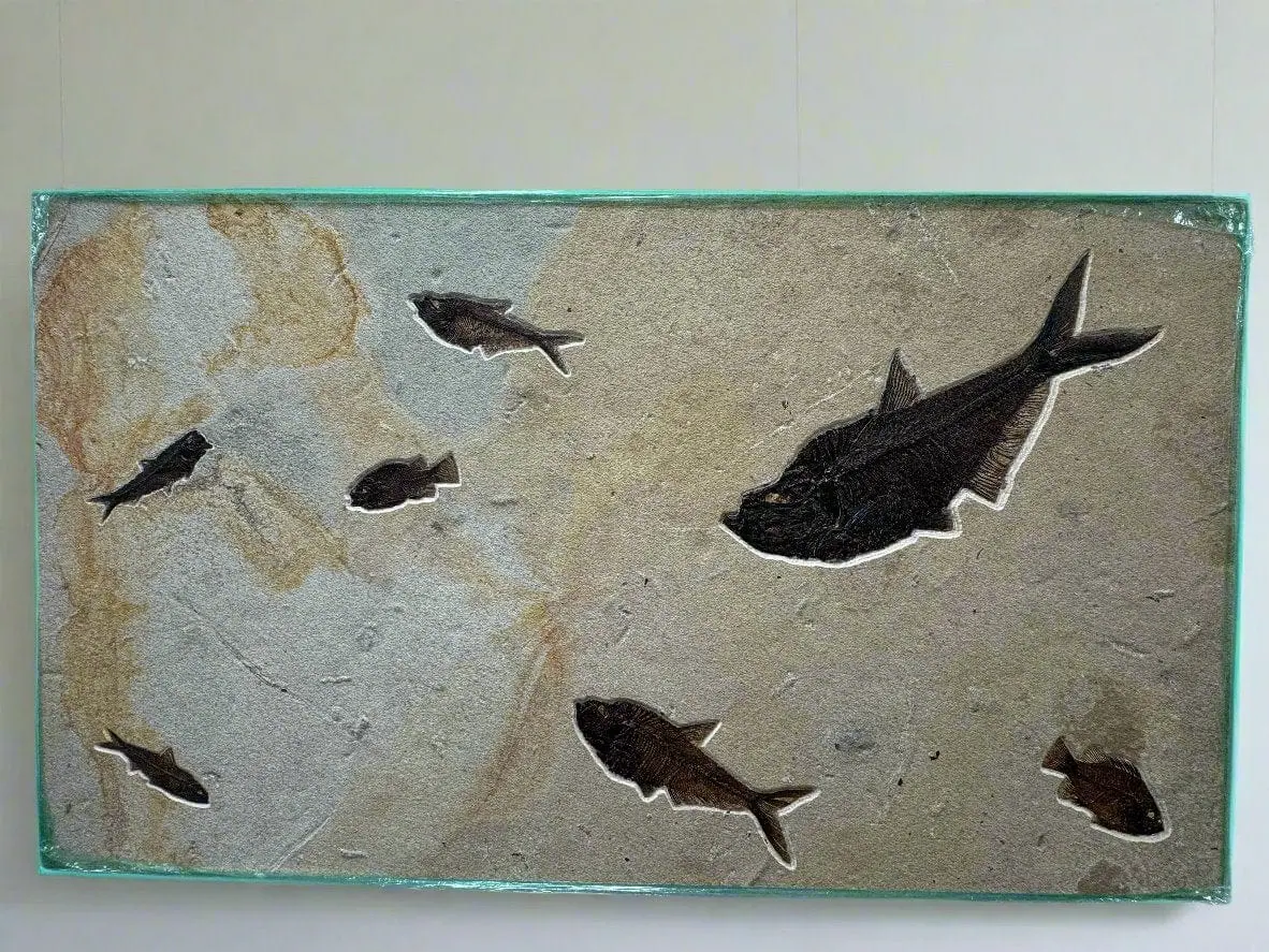 Green River Fish Fossil (3 Diplomystus Dentatus, 2 Priscacara, And 2 Knightia) 1
