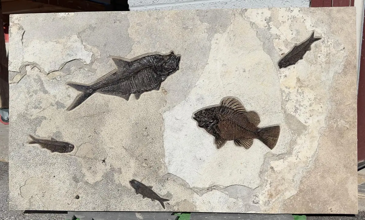 Green River Fish Fossil (Diplomystus Priscacara Serrata And 3 Knightia) 1