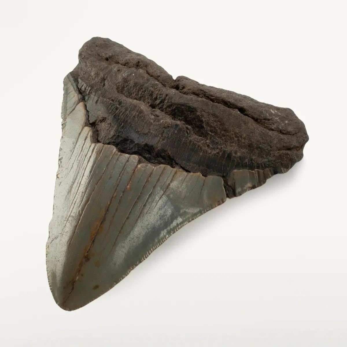Megalodon Tooth From South Carolina - 5" 1