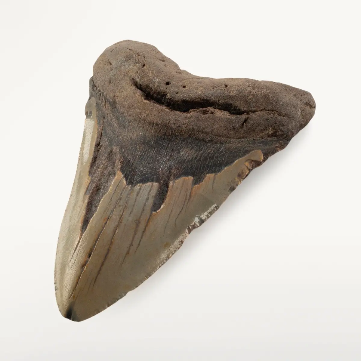 Megalodon Tooth From South Carolina - 5" 1