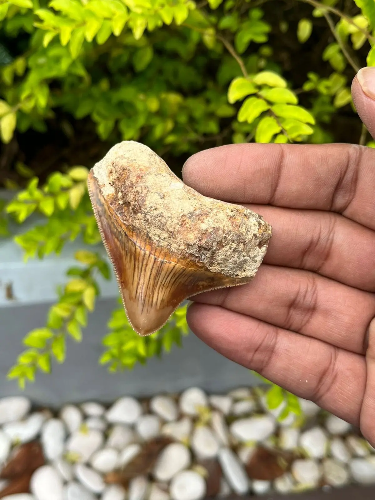 Natural Megalodon Tooth From Indonesia - 2.2 In 1