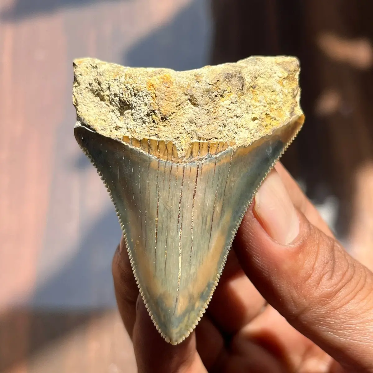 Natural Megalodon Tooth From Indonesia - 2 In 1