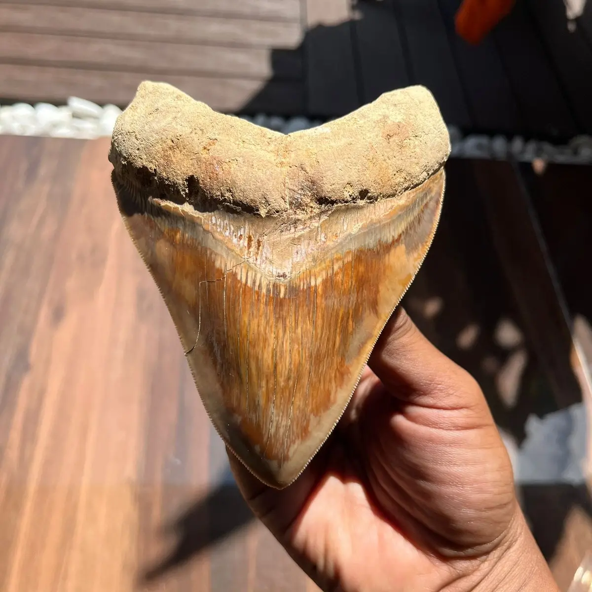 Natural Megalodon Tooth From Indonesia - 4.2 In 1