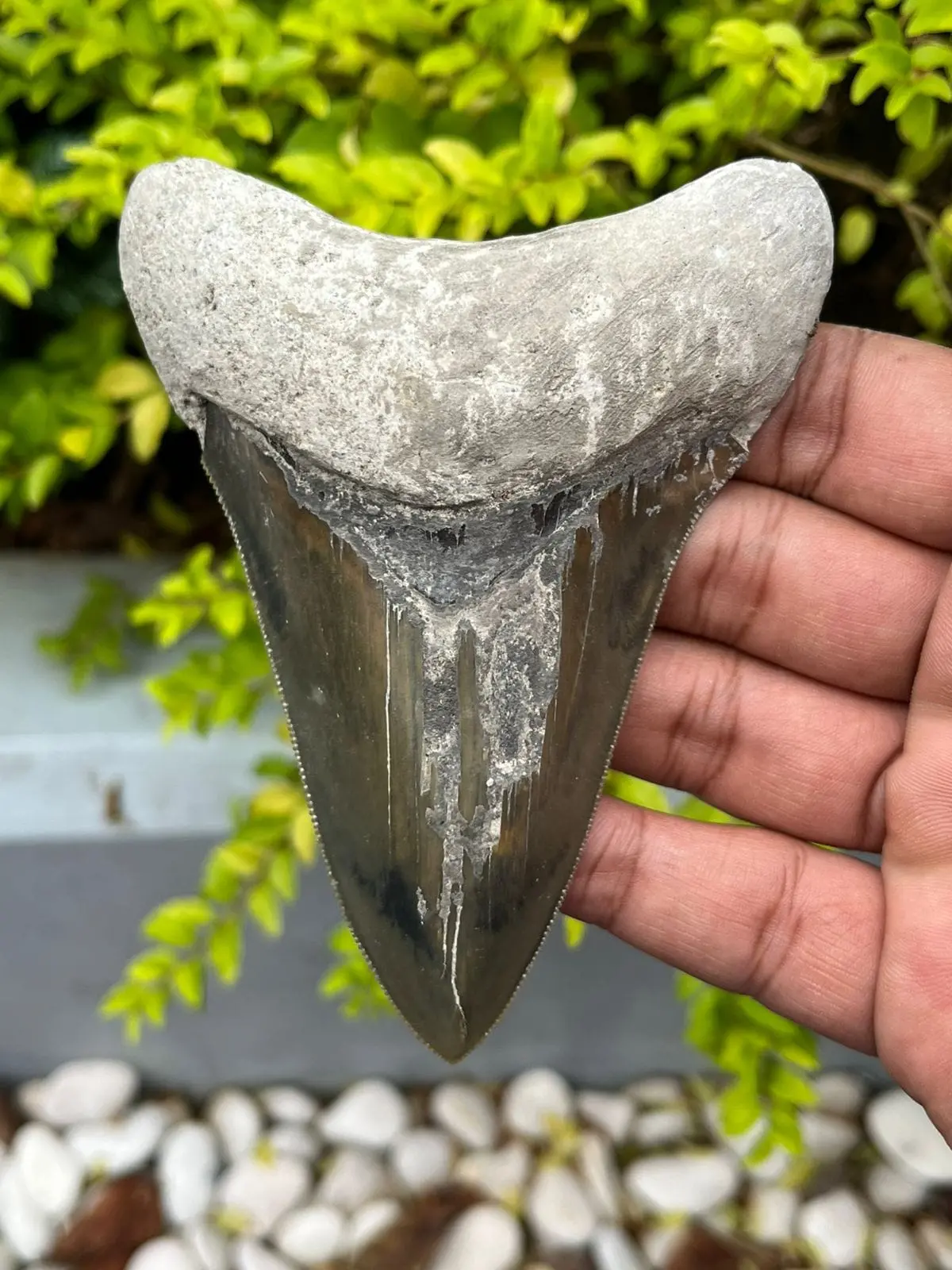 Natural Megalodon Tooth From Indonesia - 4.3 In 1