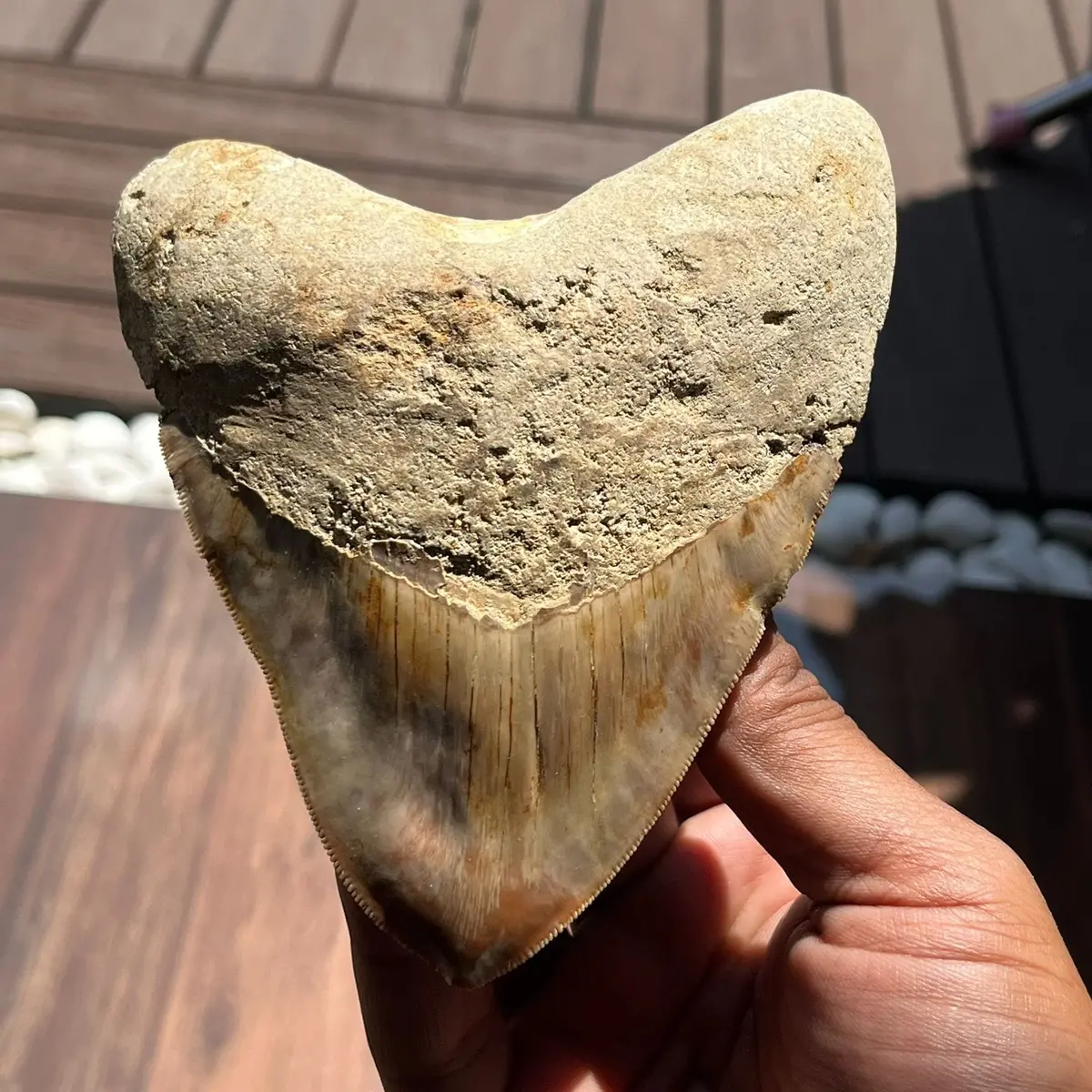 Natural Megalodon Tooth From Indonesia - 4.4 In 1