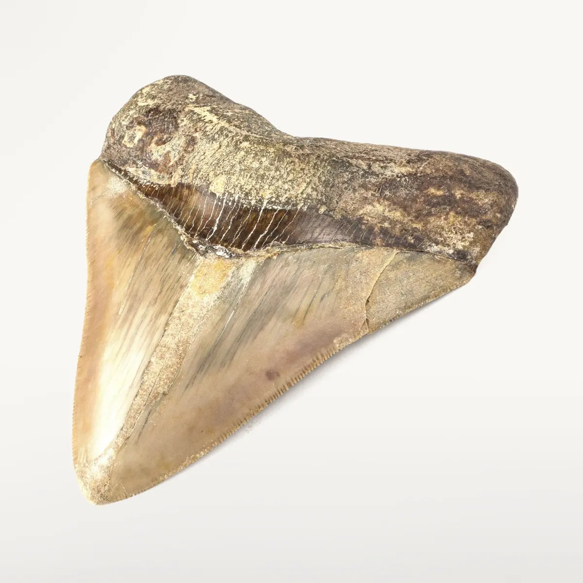 Natural Megalodon Tooth From Indonesia - 4.5" 1