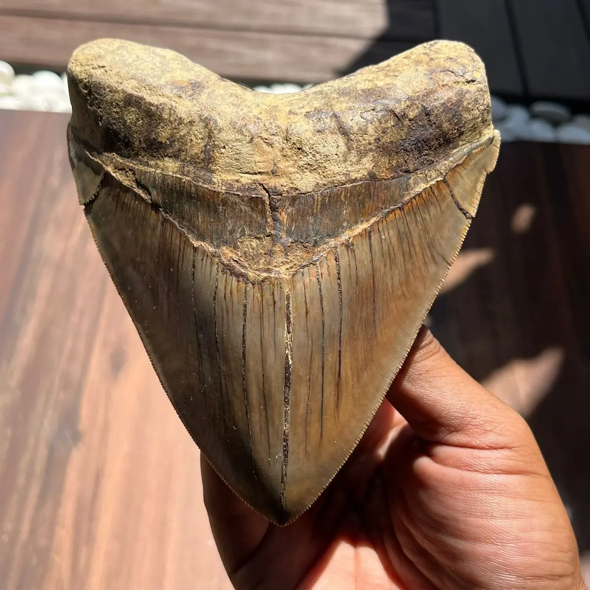 Natural Megalodon Tooth From Indonesia - 4.6 In 1