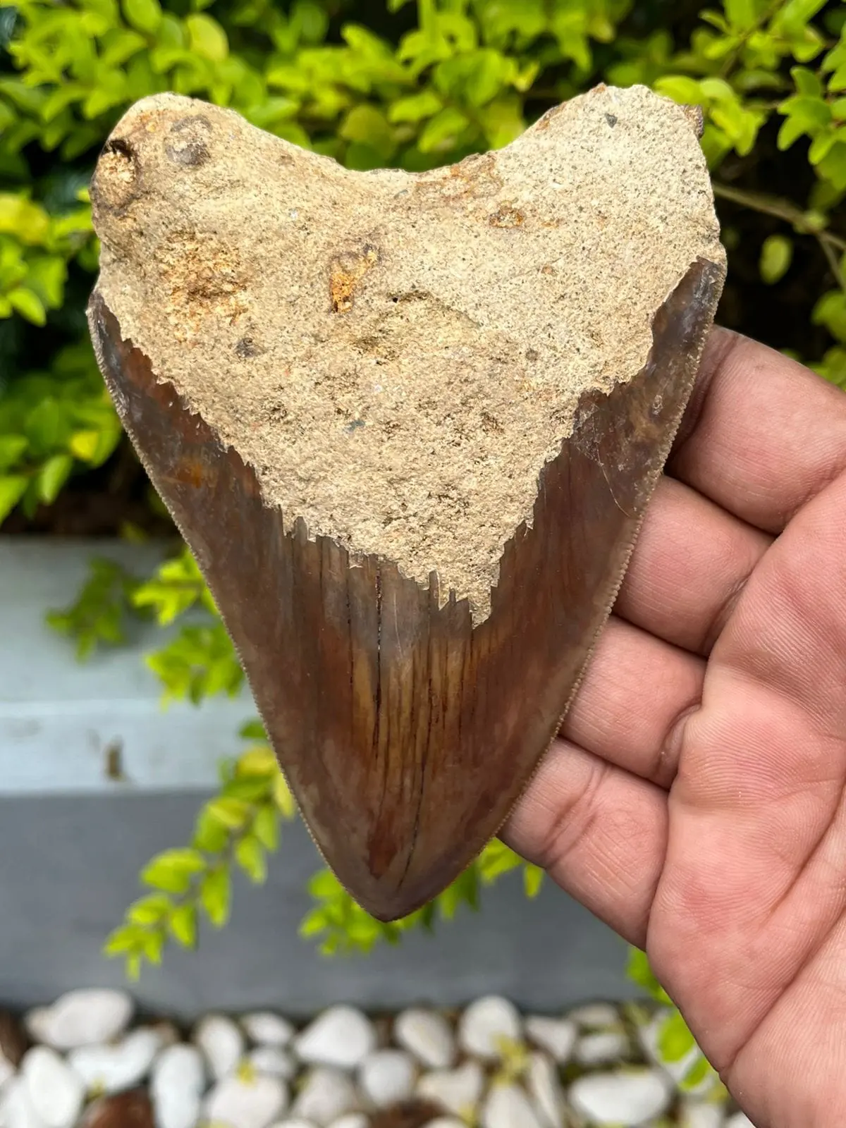 Natural Megalodon Tooth From Indonesia - 4.9 In 1