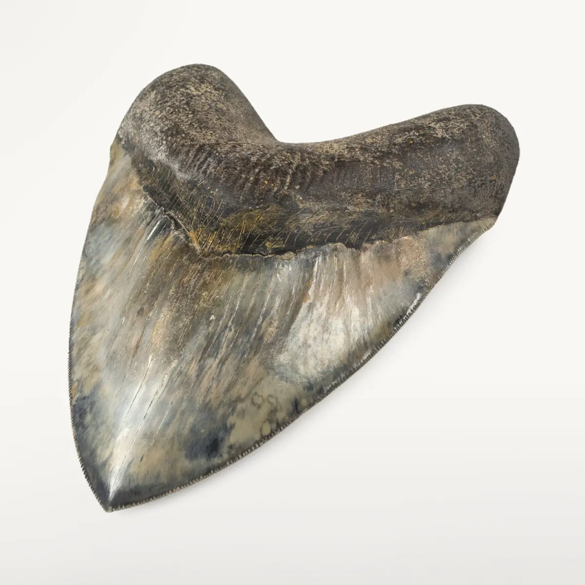 Natural Megalodon Tooth From Indonesia - 6.25" 1