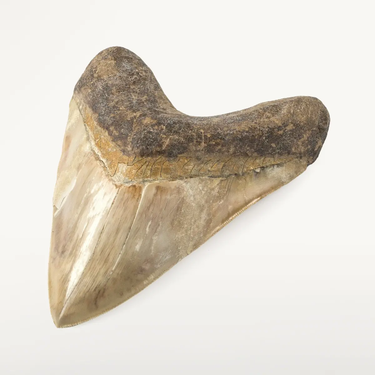 Natural Megalodon Tooth From Indonesia - 6.5" 1
