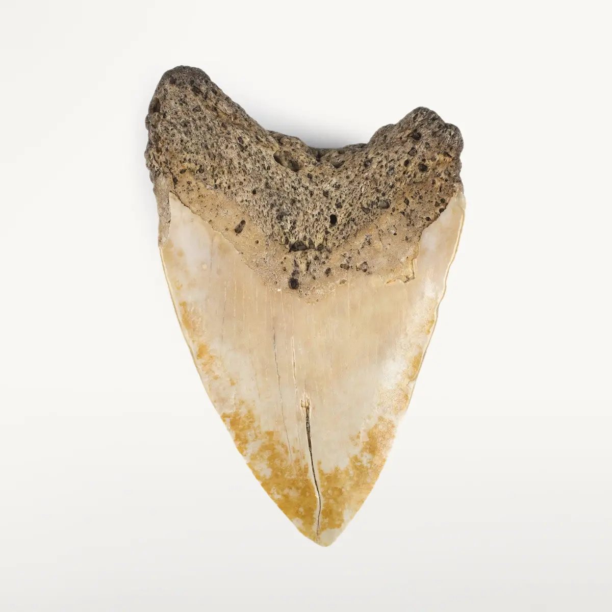 Natural Megalodon Tooth From New Calcedonia - 4" 1