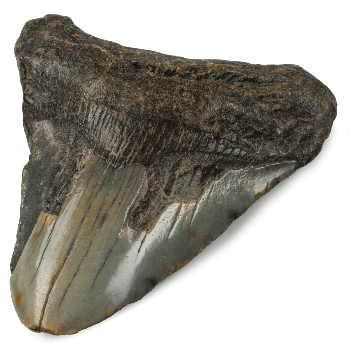 Natural Megalodon Tooth From South Carolina - 3.7" 1