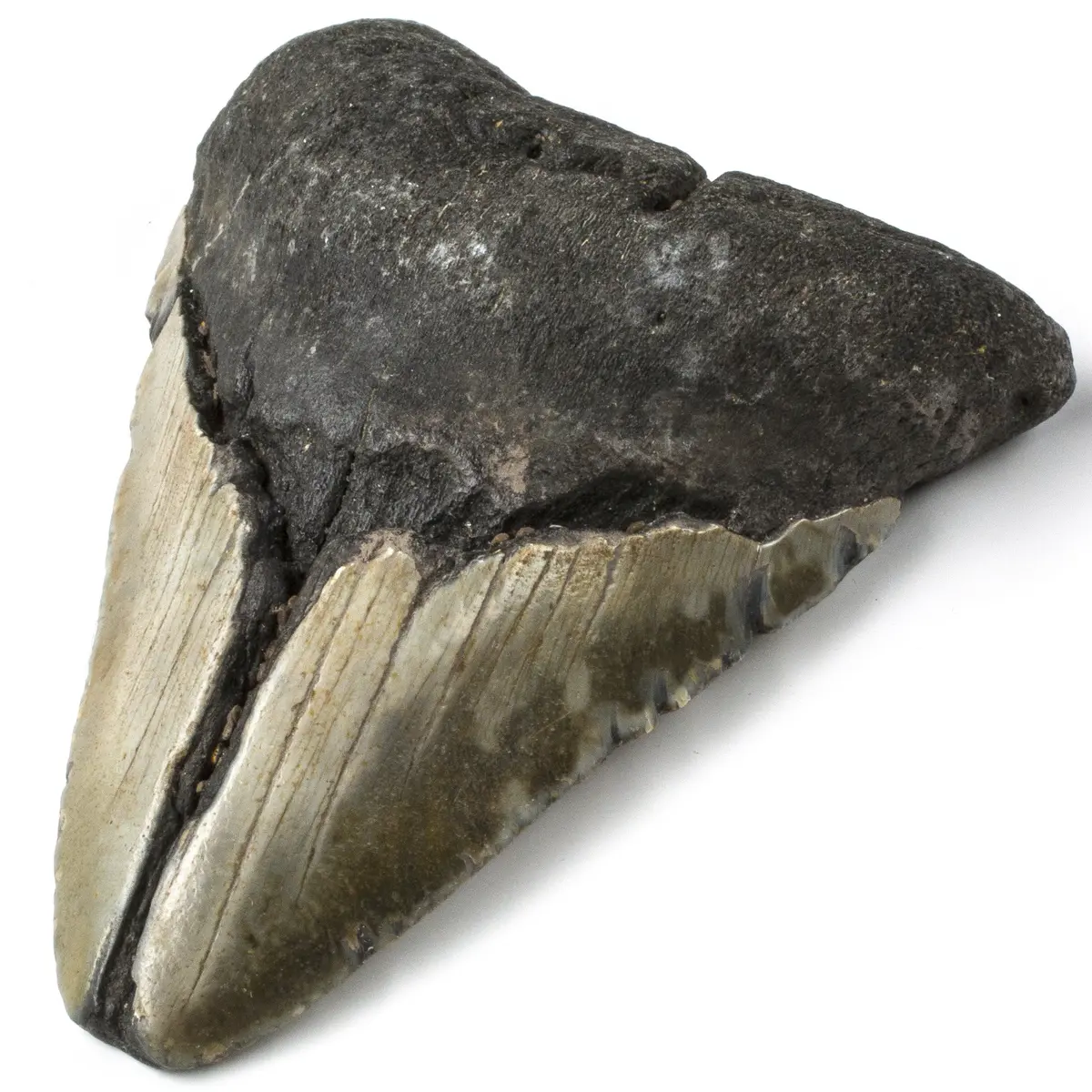 Natural Megalodon Tooth From South Carolina - 4.1" 1