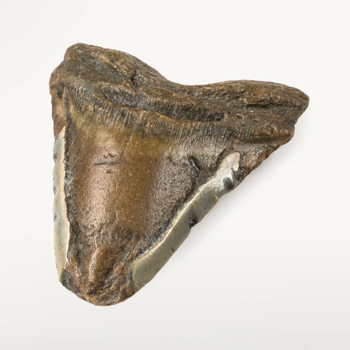 Natural Megalodon Tooth From South Carolina - 4.6" 1