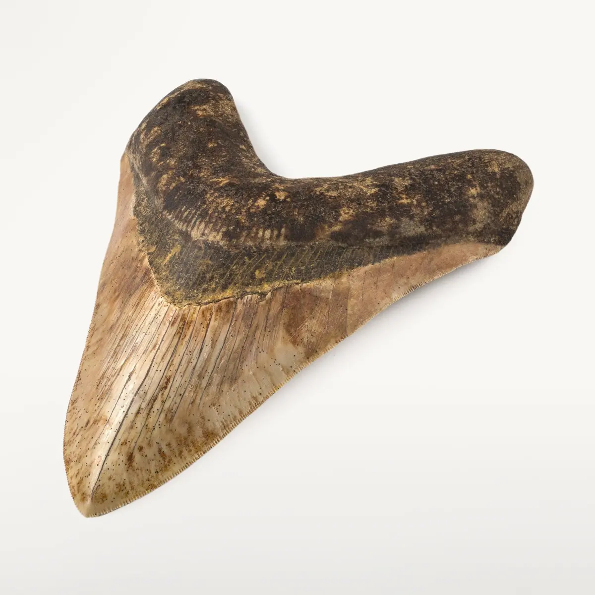 Restored Megalodon Tooth From Indonesia - 7.5" 1