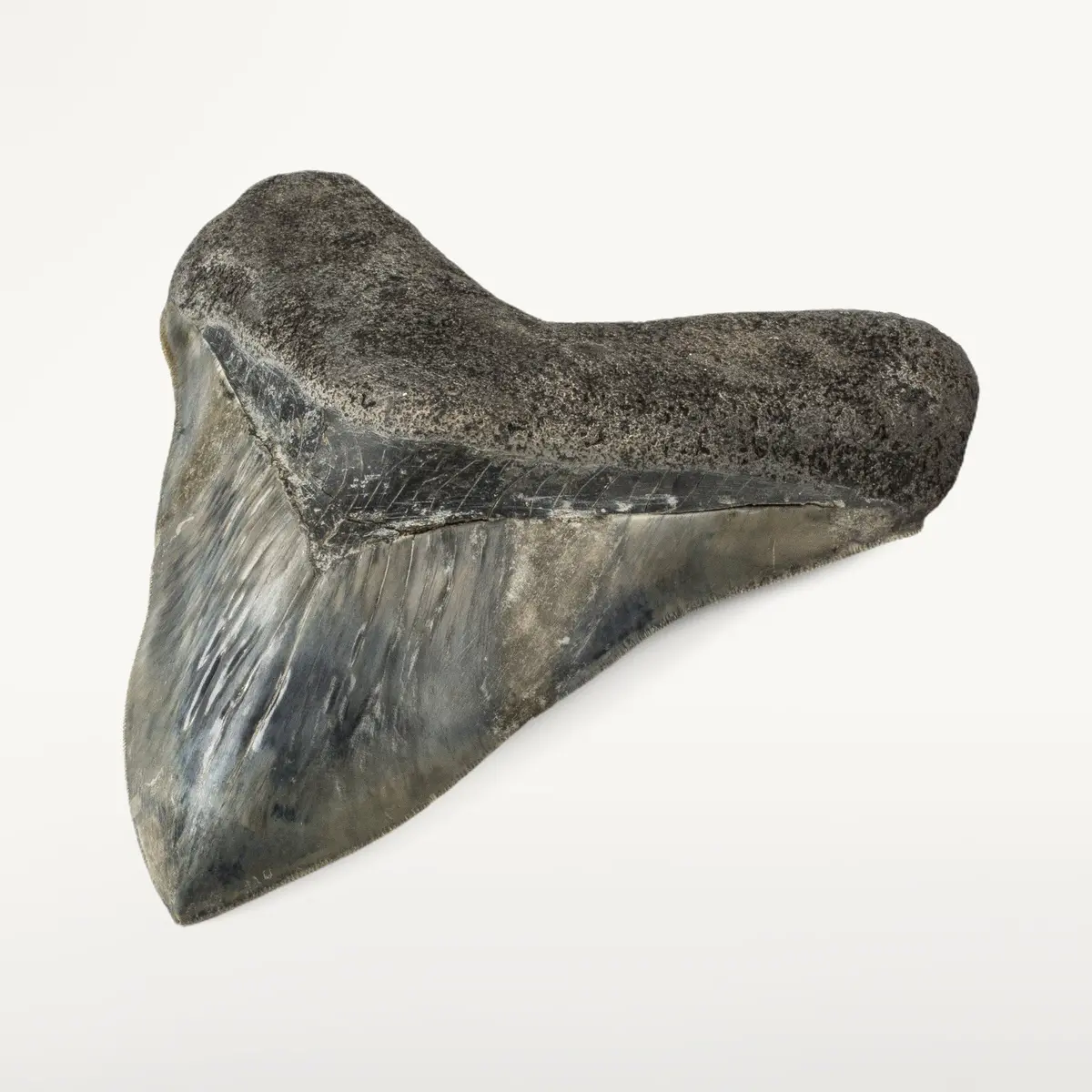 Restored Megalodon Tooth From Indonesia - 7" 1
