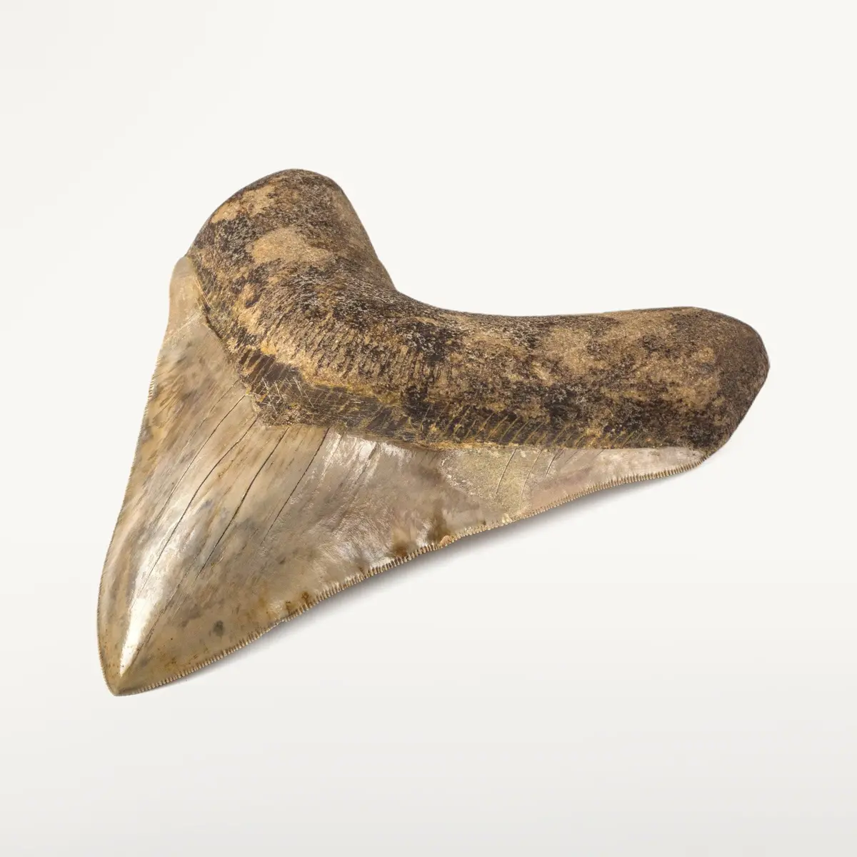Restored Megalodon Tooth From Indonesia - 7" 1