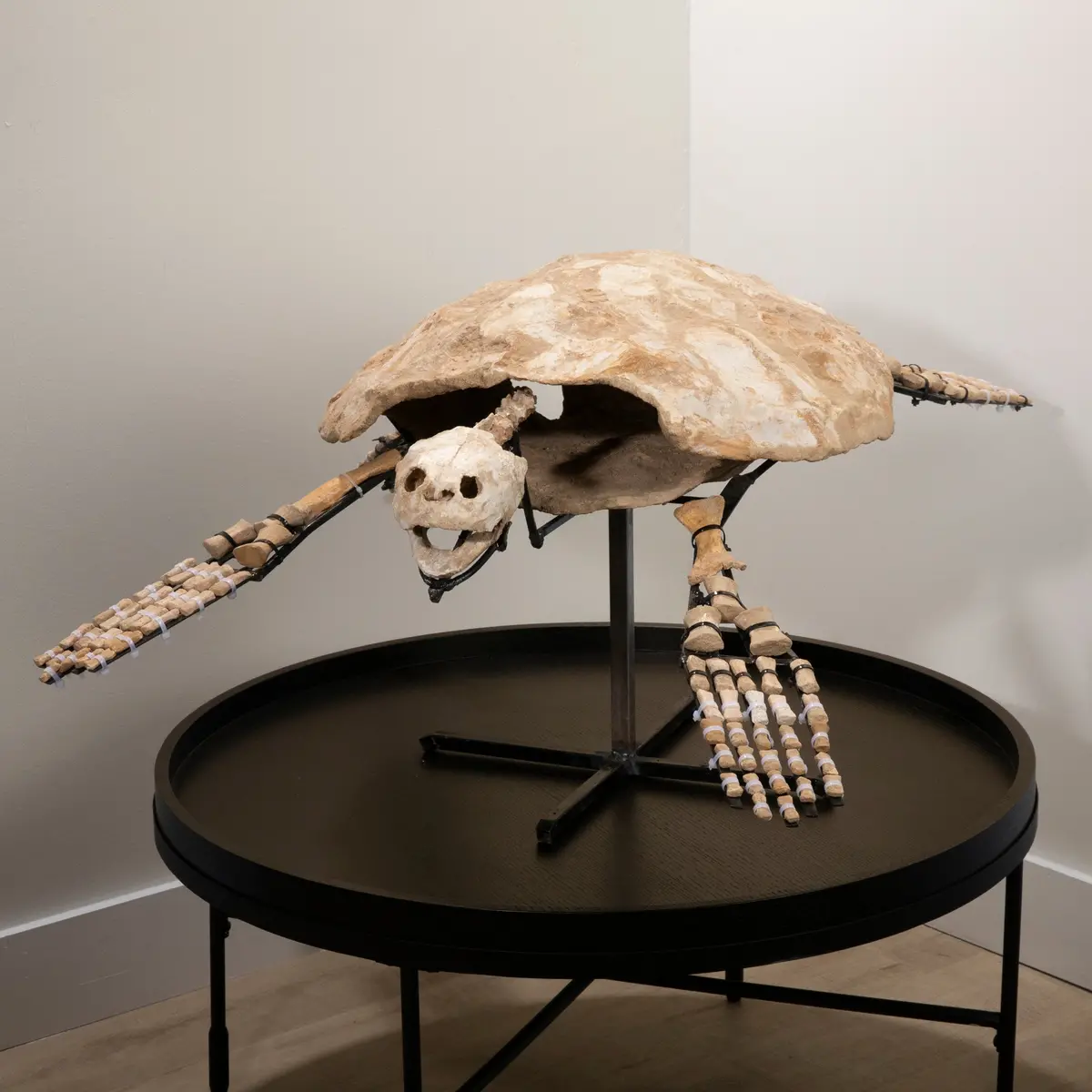 Moroccan Sea Turtle Fossil On Custom Stand - 44" 1