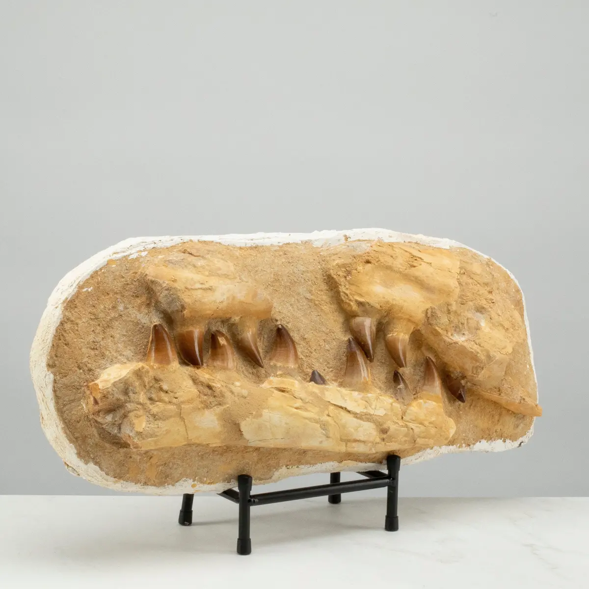Mosasaurus Jaw And Teeth Fossil In Matrix - 19In. 1