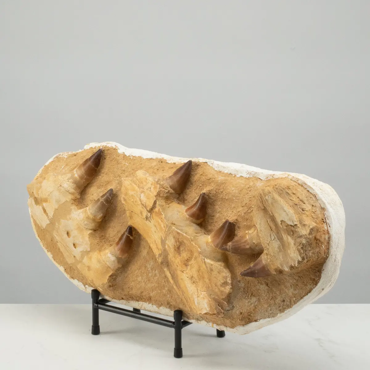 Mosasaurus Jaw And Teeth Fossil In Matrix - 21In. 1