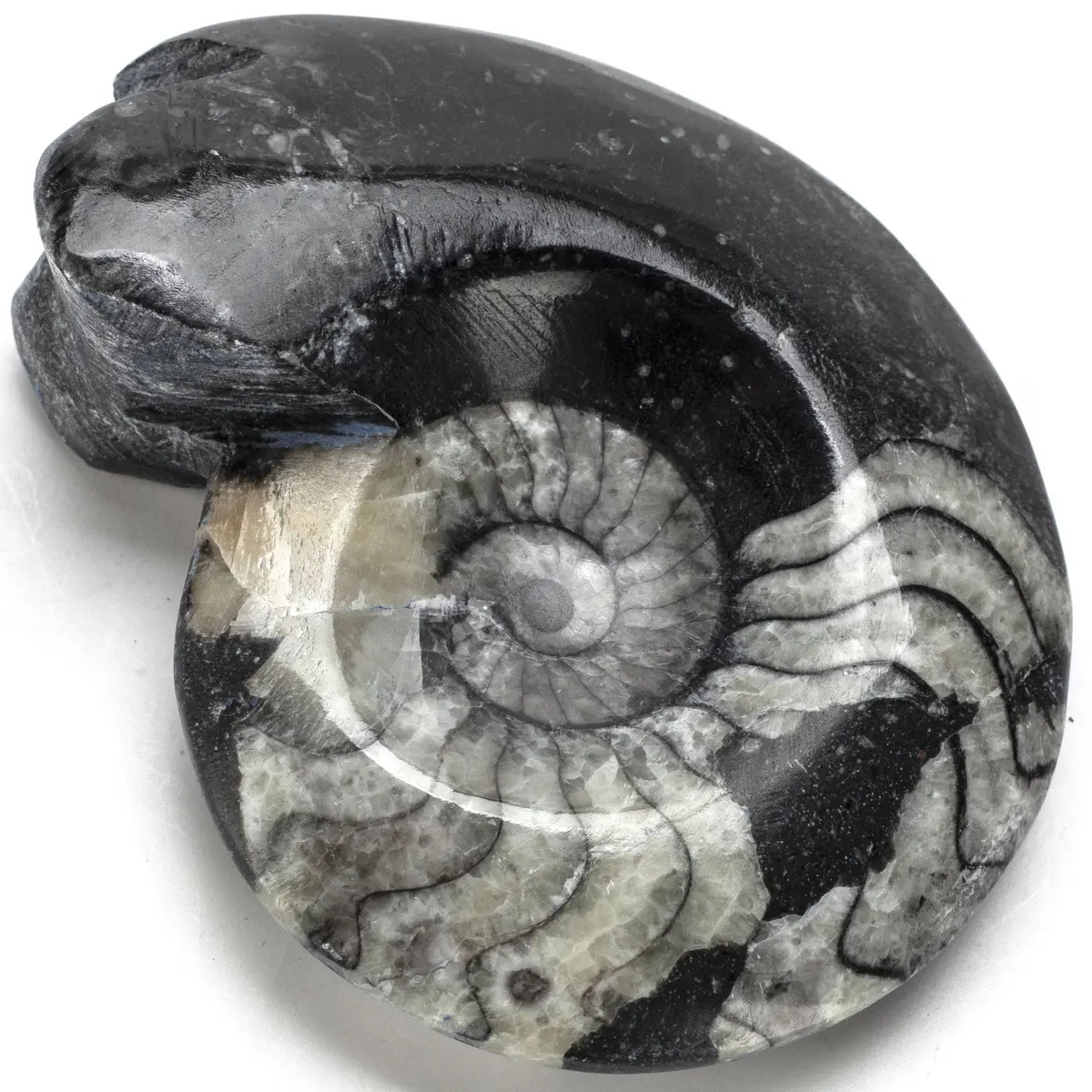 Orthoceras Goniatite Ammonite Fossil From Morocco 1