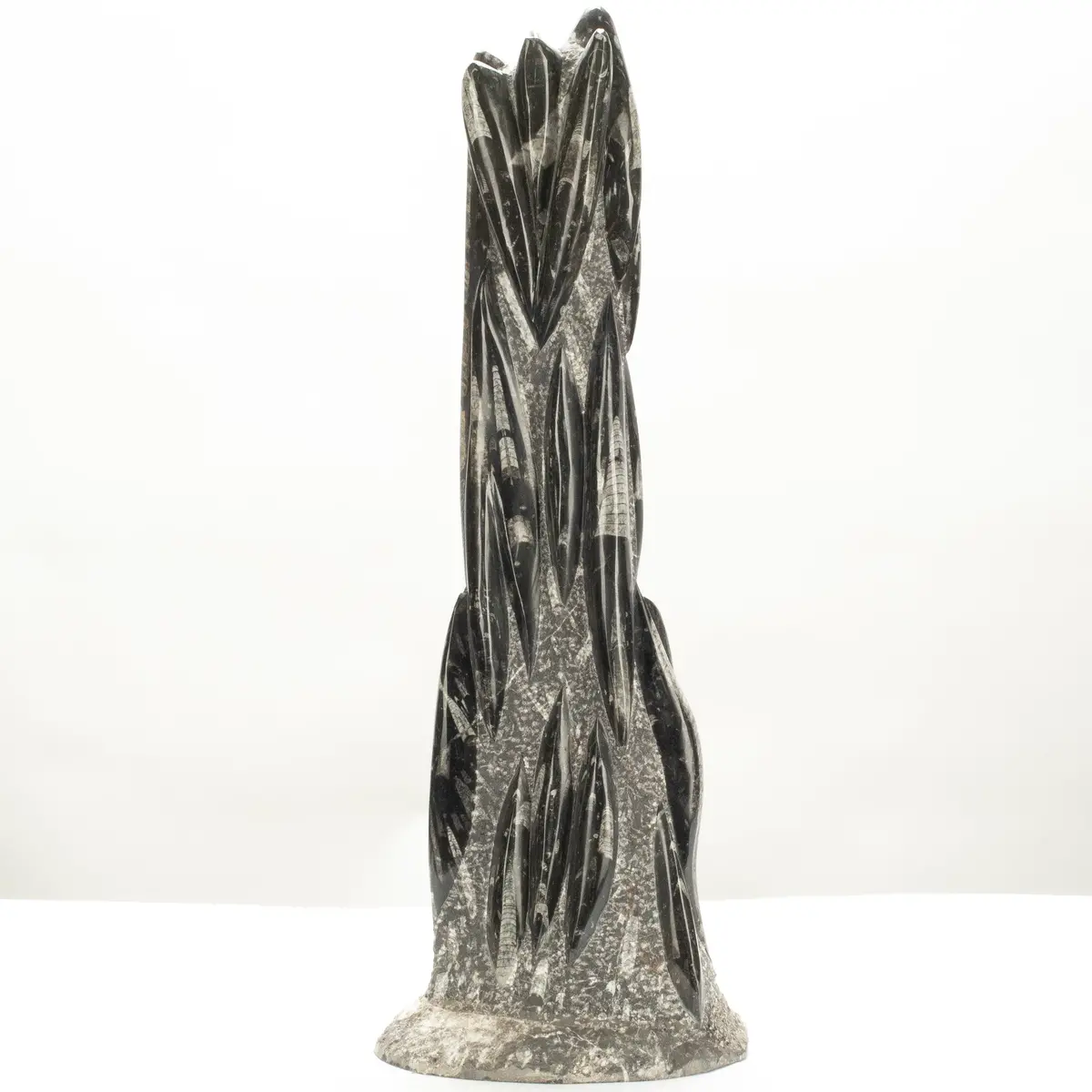 Moroccan Orthoceras Fossil Colony Tower - 30" 1
