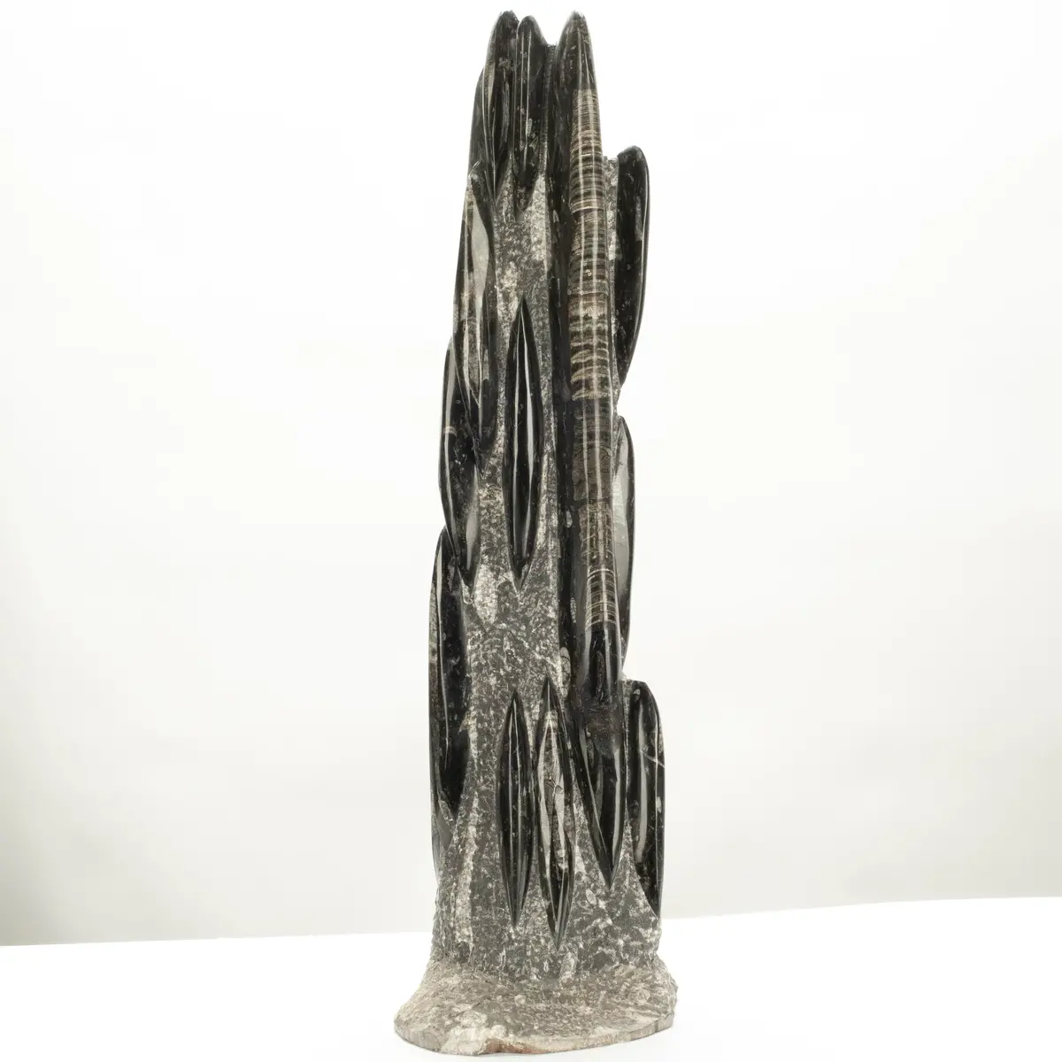 Moroccan Orthoceras Fossil Colony Tower - 33" 1