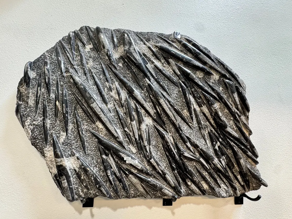 Or8900 - Orthoceras 1