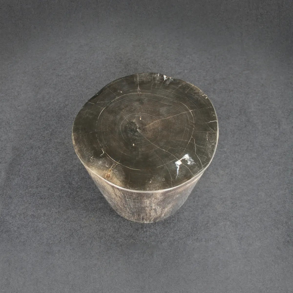 Petrified Wood Round Stump / Stool 16" / 234Lbs 2