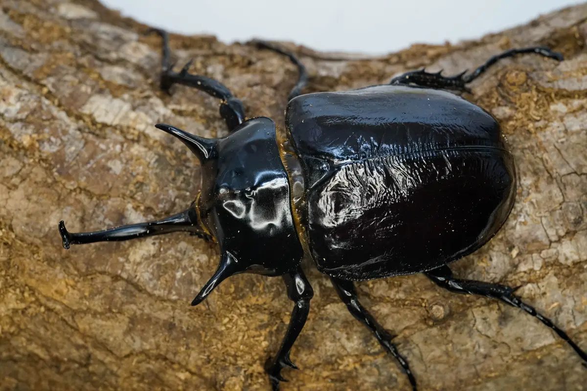 Larvae: Mars Elephant Beetle (Megasoma Mars) 1