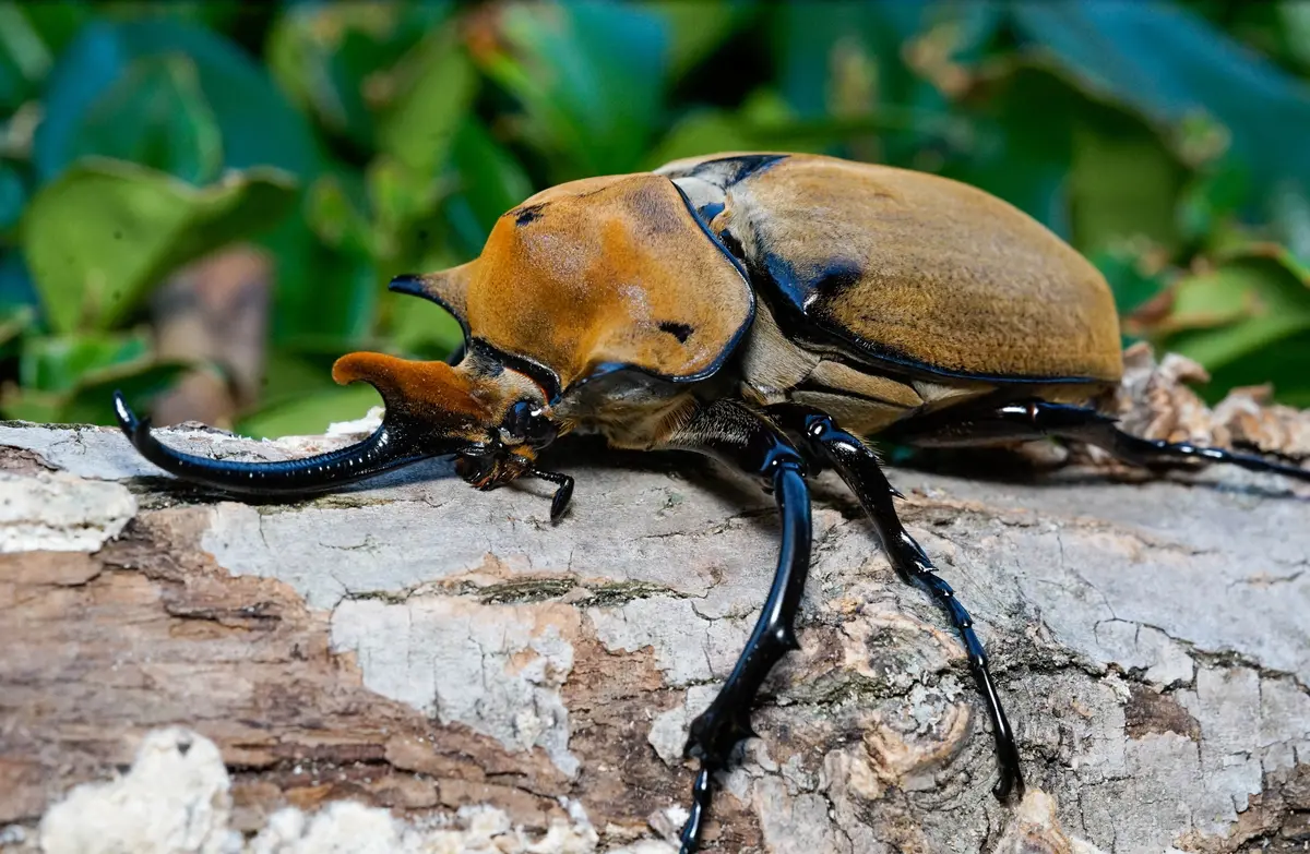 Larvae: Elephant Beetle (Megasoma Elephas) 1