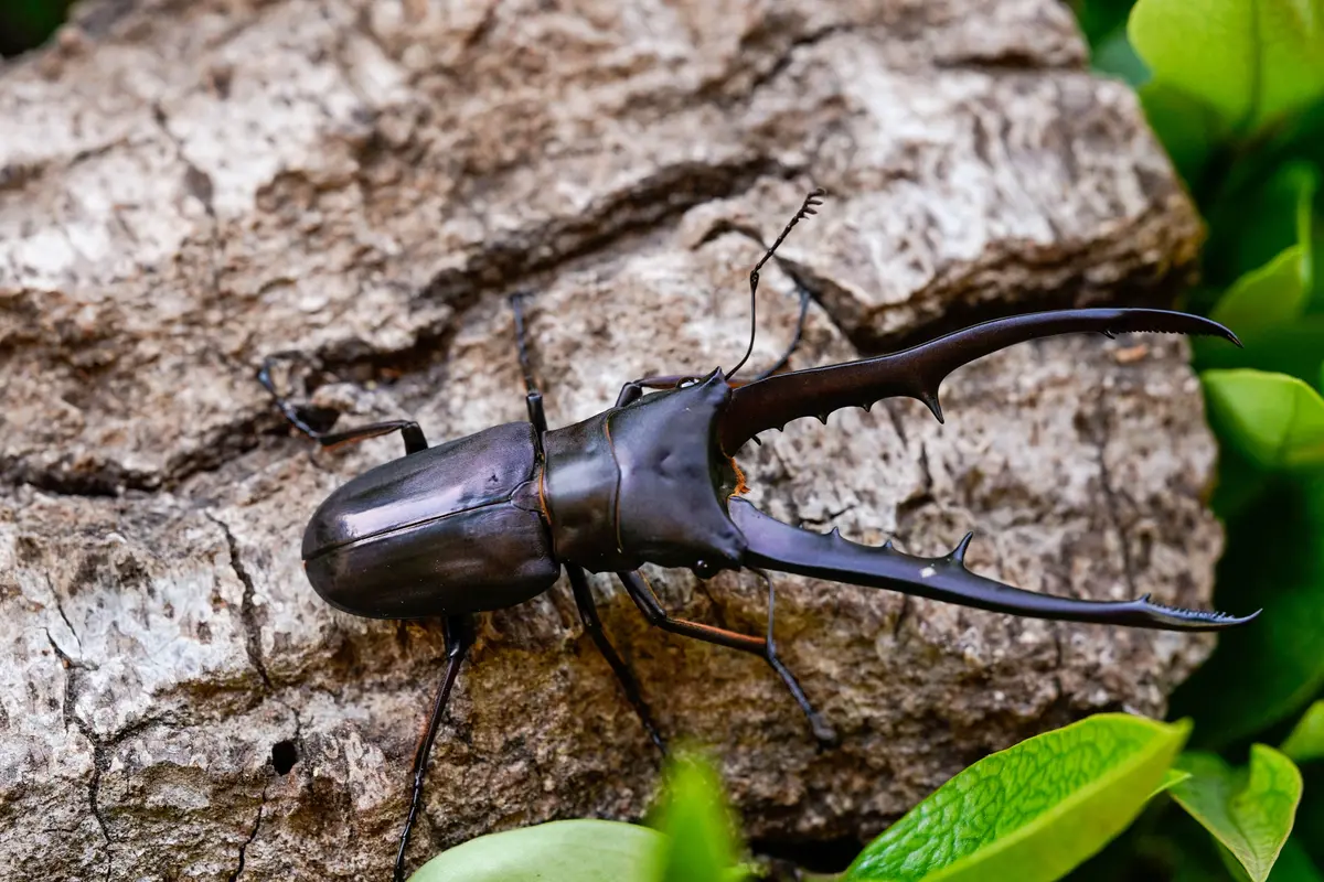 Larvae: Purple Metallic Stag Beetle (Cyclommatus Metallifer) 1