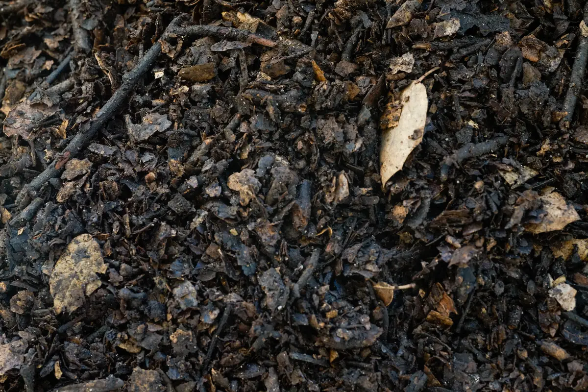 Natural Oak Leaves Substrate 1