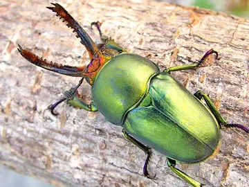Larvae: Jewel Stag Beetle  (Lamprima Adolphinae) 1