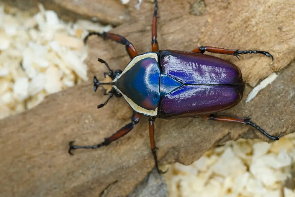Larvae: Purple Derby's Flower Beetle (Dicronorhina Derbyana) 2