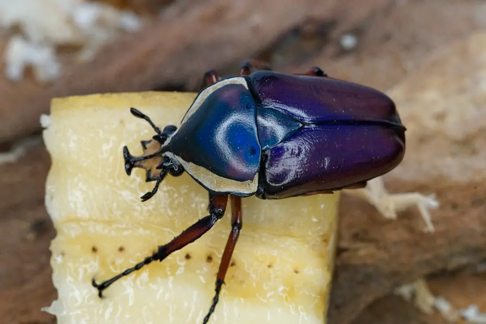 Larvae: Purple Derby's Flower Beetle (Dicronorhina Derbyana) 1