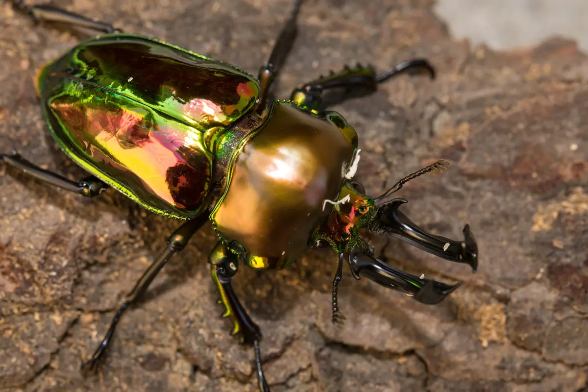 Rainbow Stag Beetle Larva Kit 1