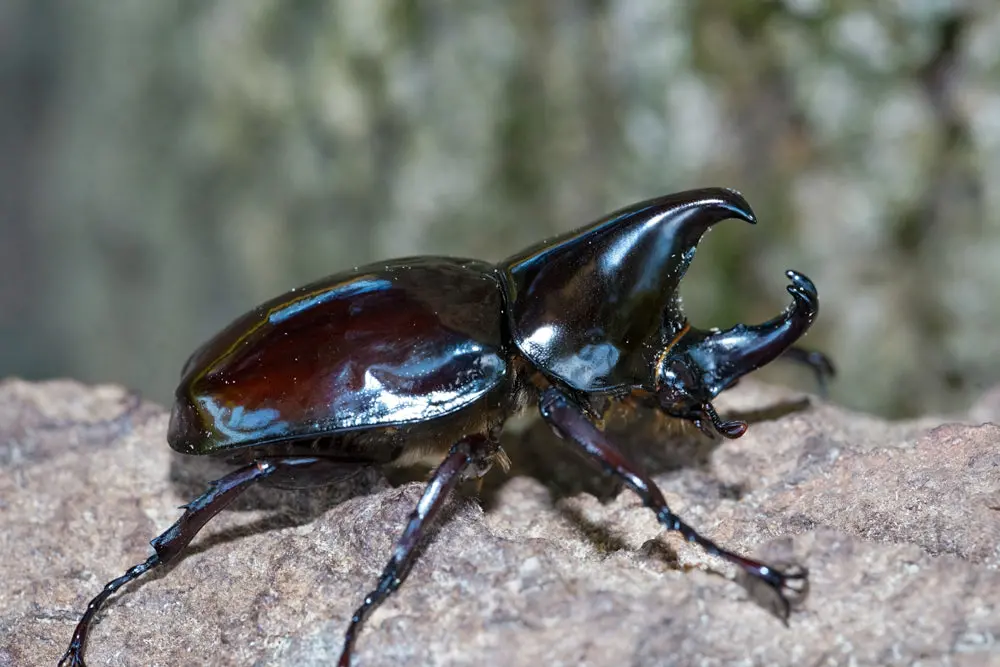 Adults: Pachycera Rhino Beetle (Xylotrupes Pachycera) 1